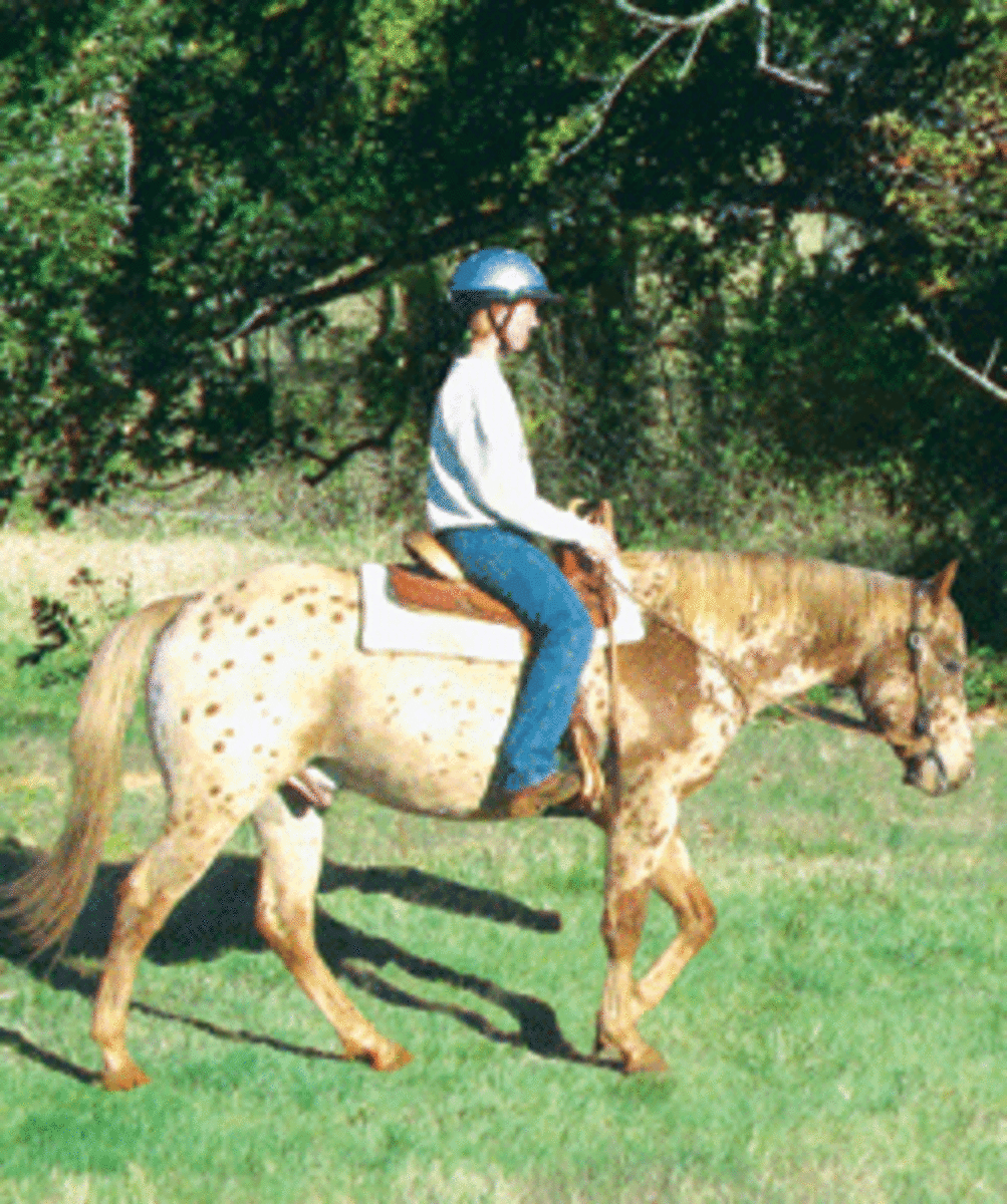 Pony of the Americas Horse Breed - America's Top Trail-Riding and ...