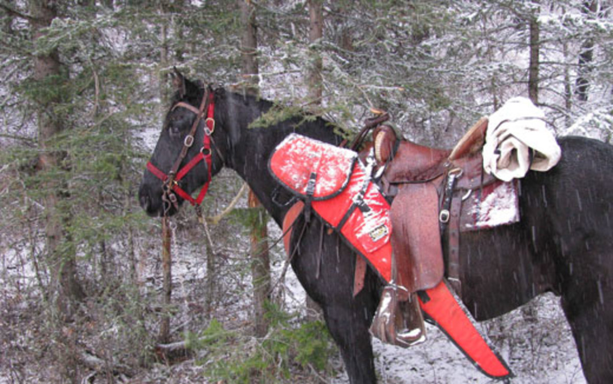 Horses Winter Coat Little Alf Horse Body Clipping