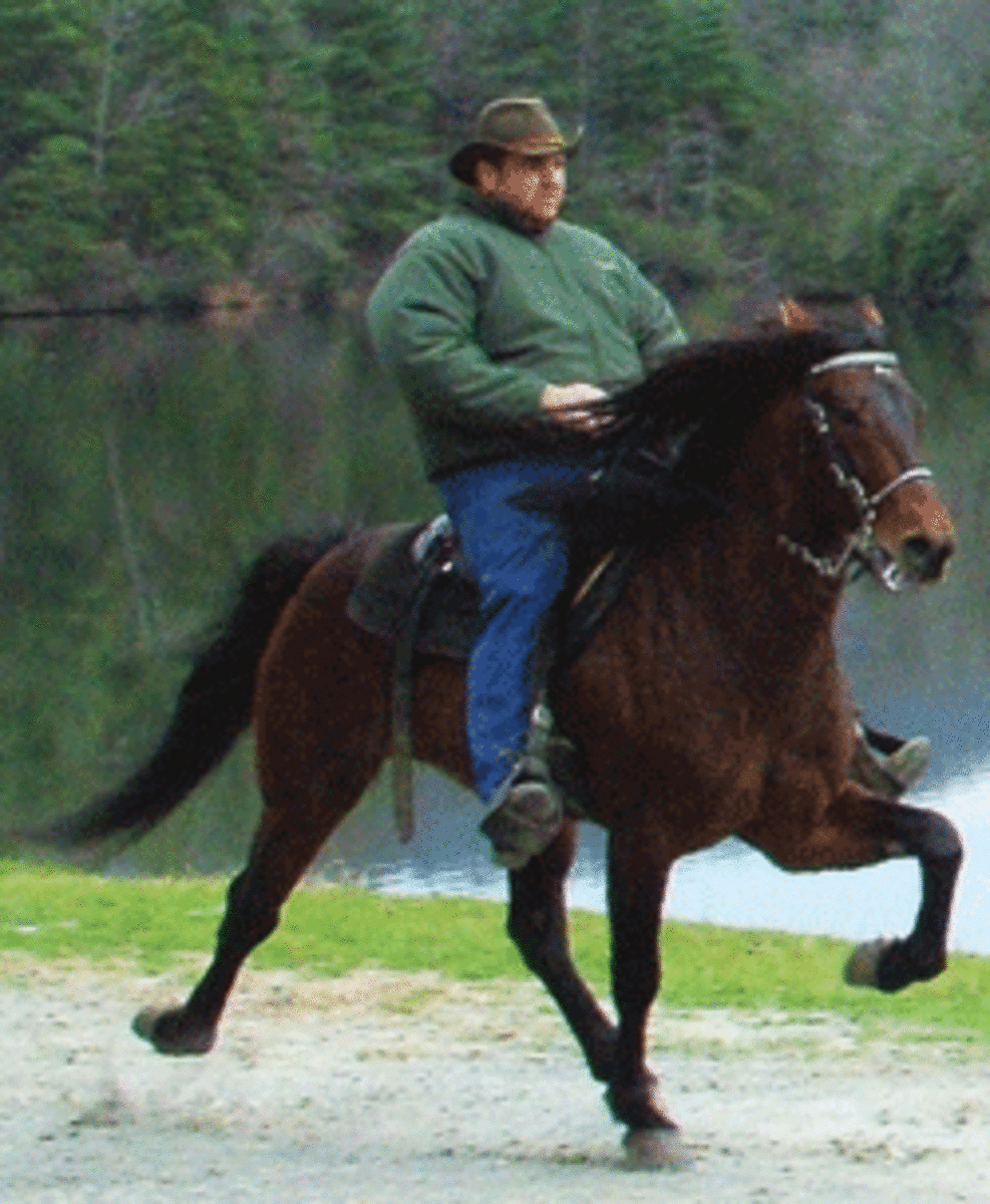 single-footing-horse-america-s-top-trail-riding-and-equestrian-travel